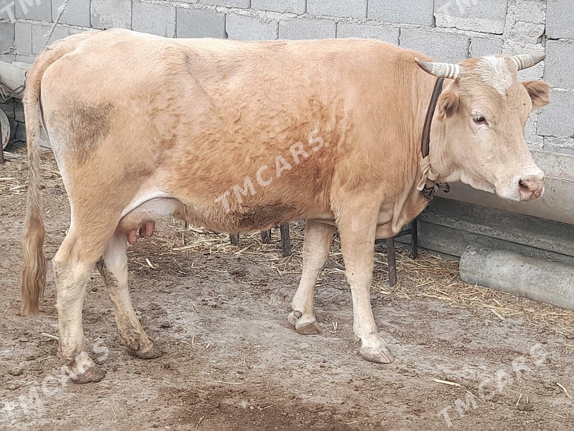 goleli sygyr - Gyzylarbat - img 2