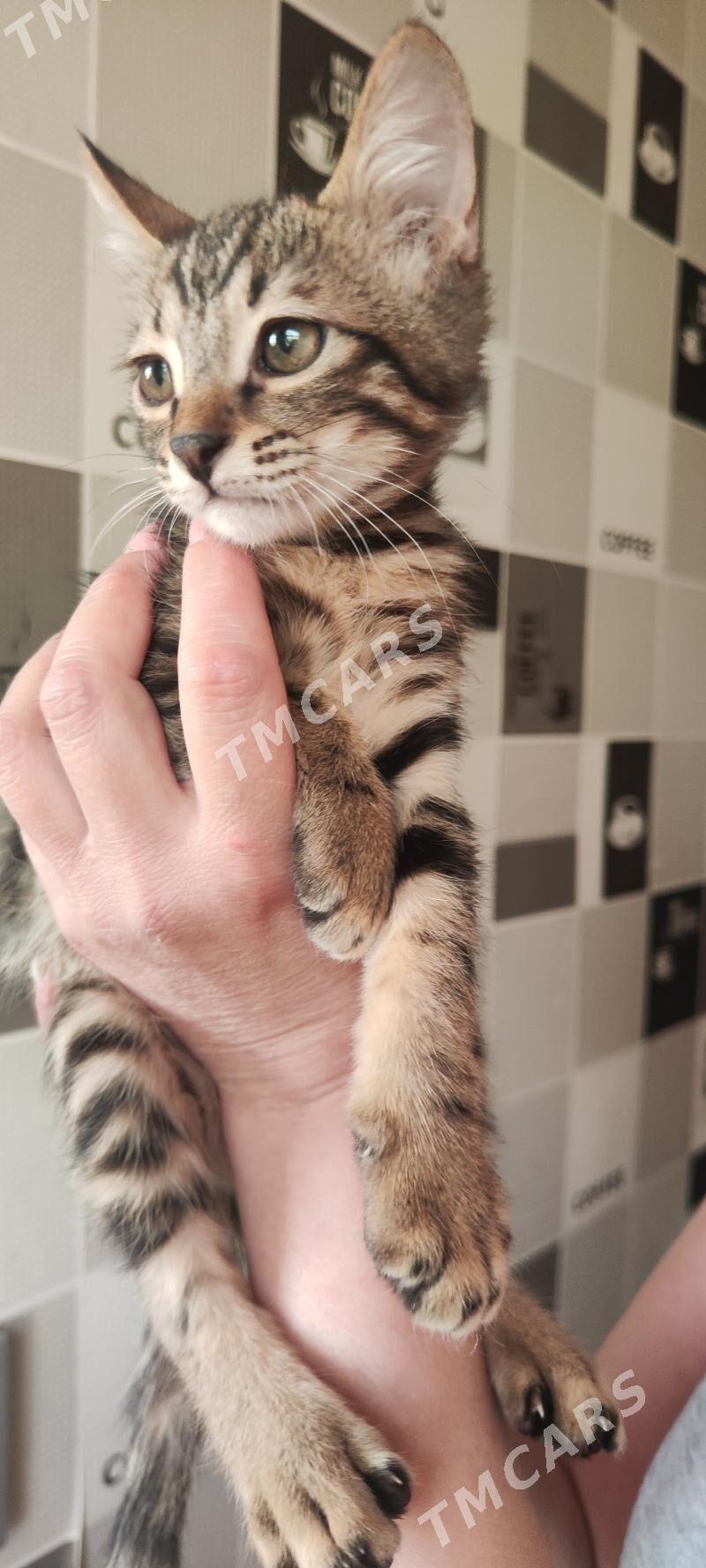 кошка - Türkmenabat - img 2