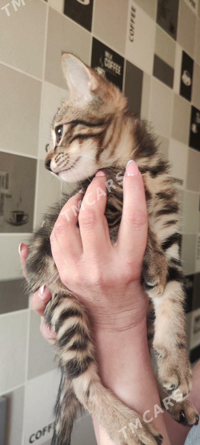 кошка - Türkmenabat - img 3