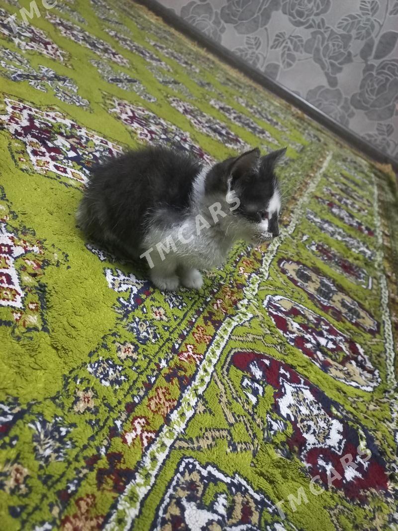 pişijek котёнок - 30 mkr - img 2