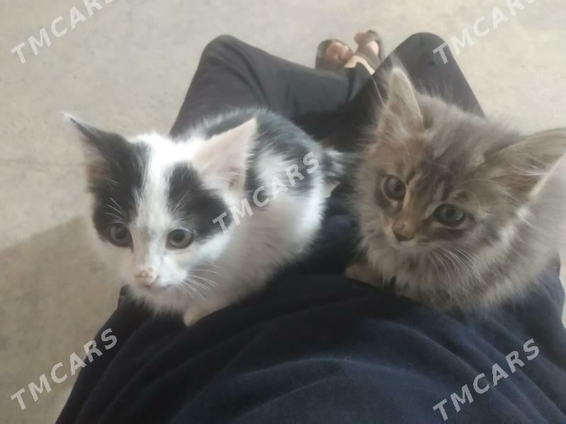 Pişijekler Котят - Saýat - img 2