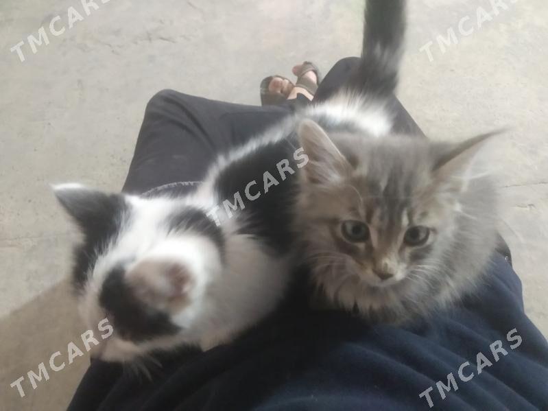 Pişijekler Котят - Saýat - img 3
