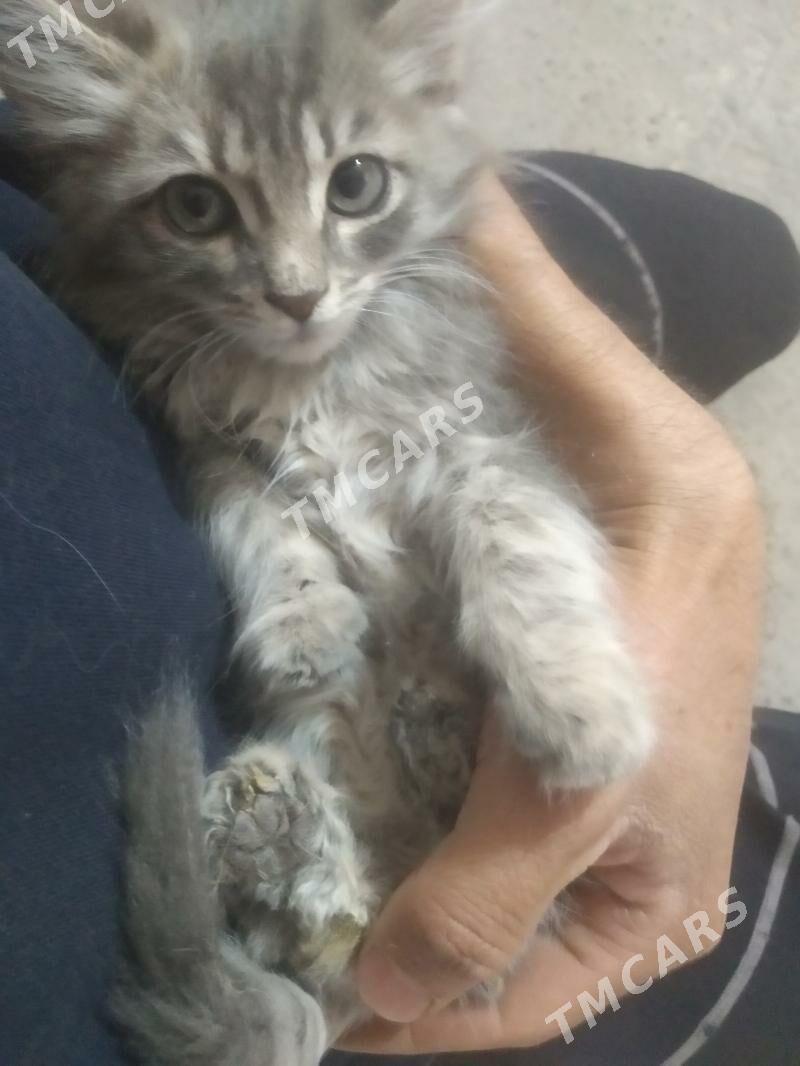 Pişijekler Котят - Saýat - img 5
