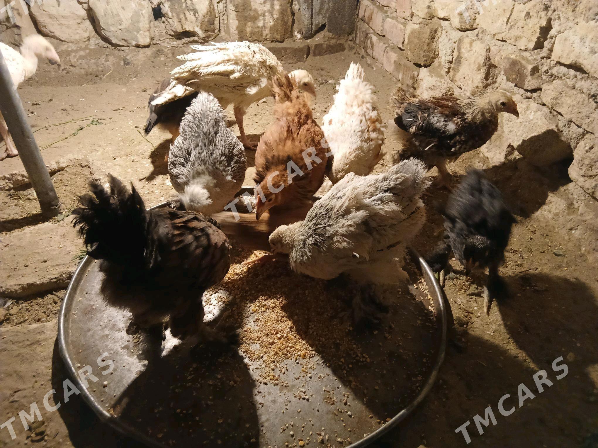juyjeler - Gyzylarbat - img 2