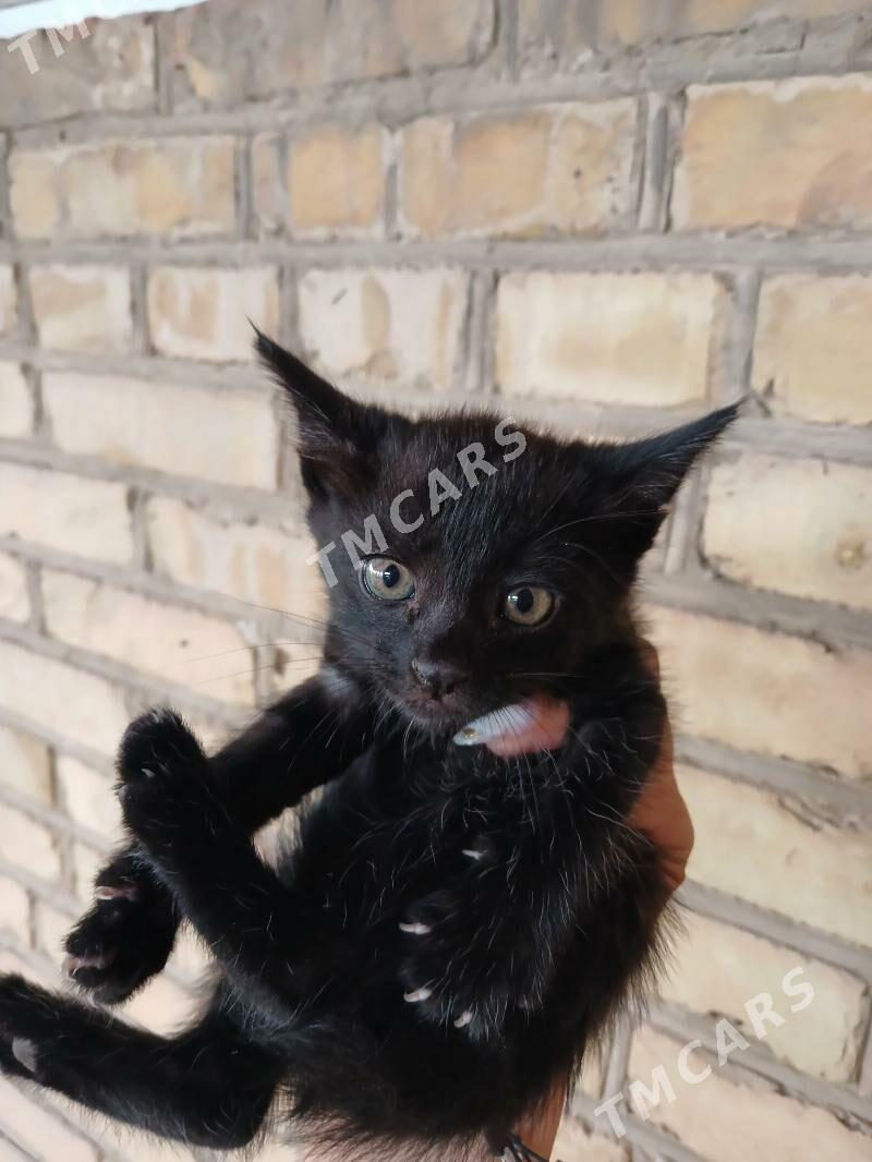 котята - Türkmenabat - img 2
