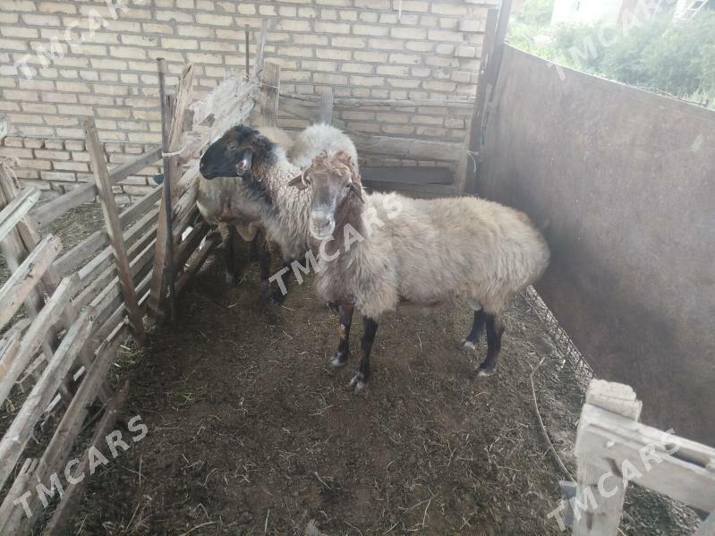 mal tohym goç - Garabekewül - img 4