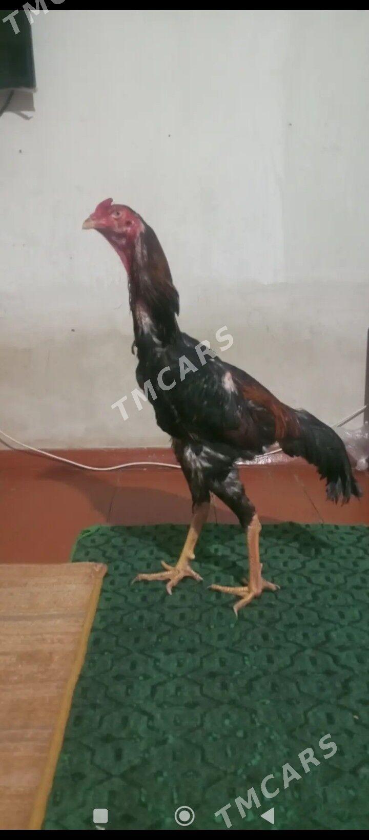 horaz - Şabat etr. - img 2