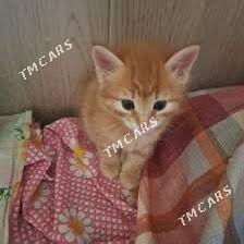 котята месяц 2 мальчика - Aşgabat - img 2
