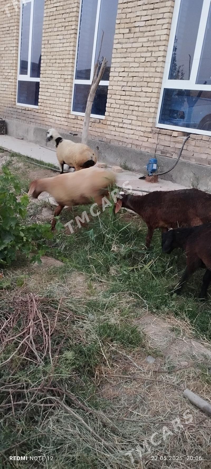 oy haywanlary gocgar 5si hem - Çärjew - img 2