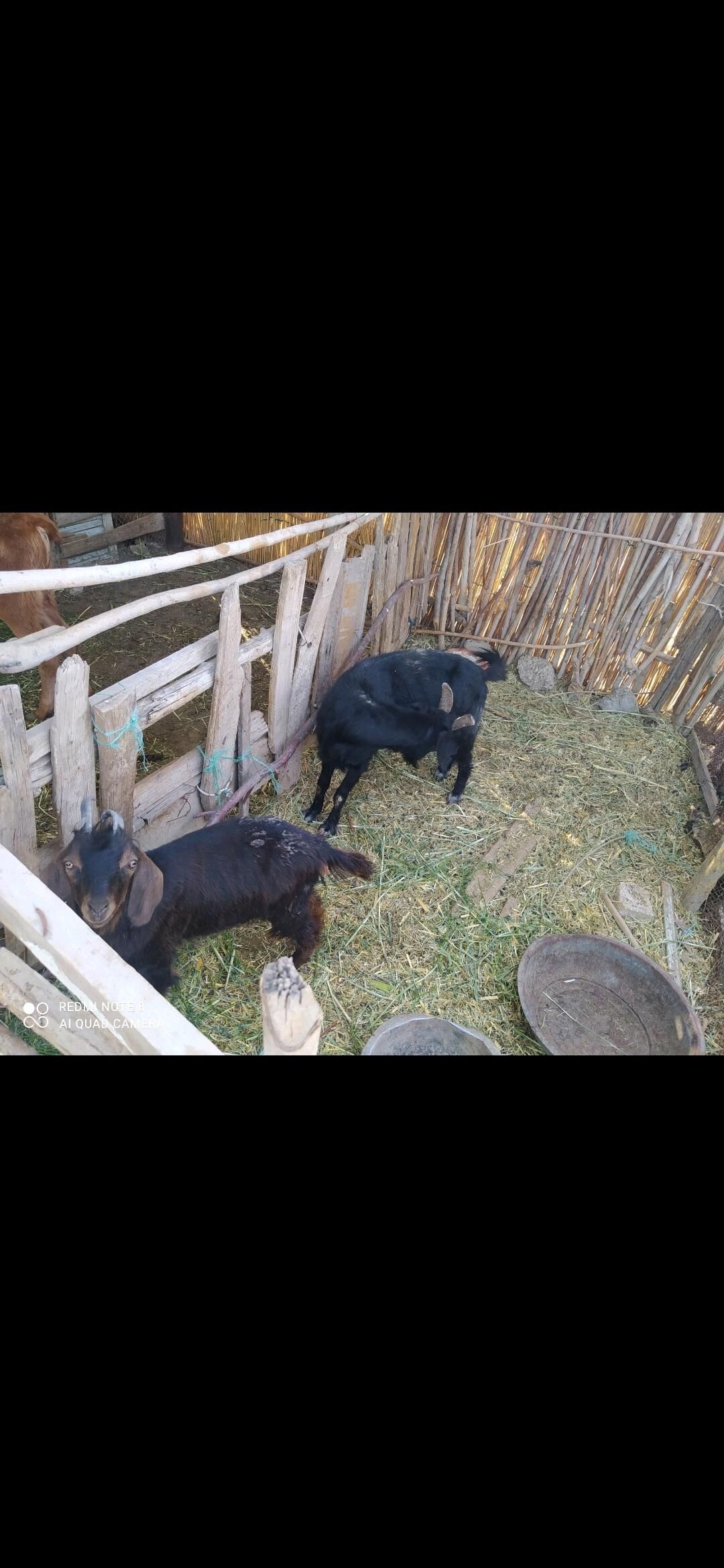 GEÇI ULY VE ÇEBIŞ - Мары - img 3
