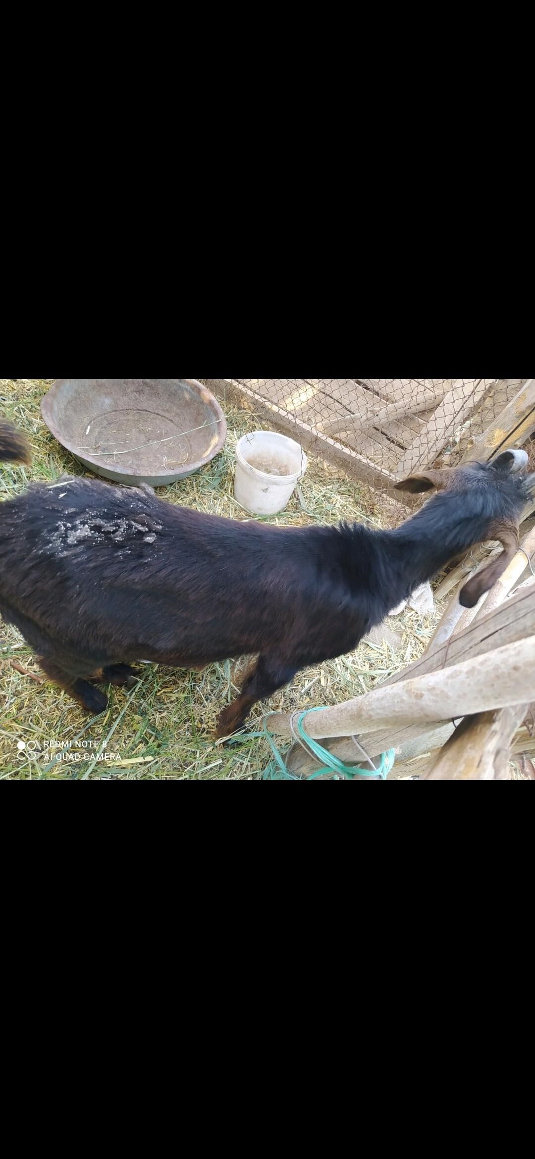 GEÇI ULY VE ÇEBIŞ - Мары - img 2