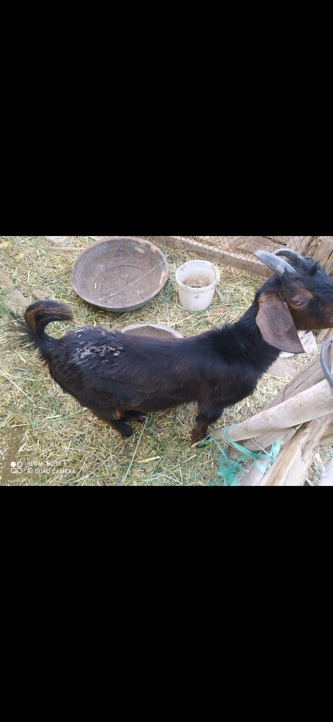 GEÇI ULY VE ÇEBIŞ - Мары - img 4