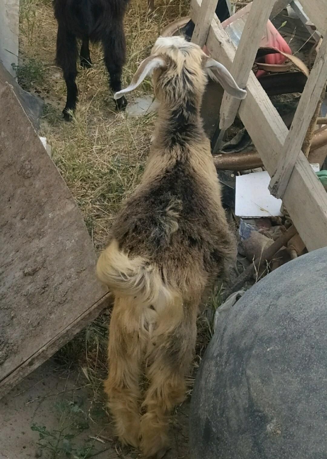 kelek Çebis 5aylyk - Мары - img 2