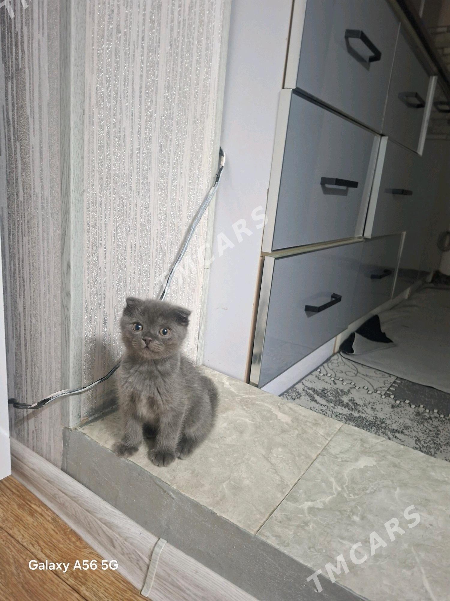 пишик - Daşoguz - img 6