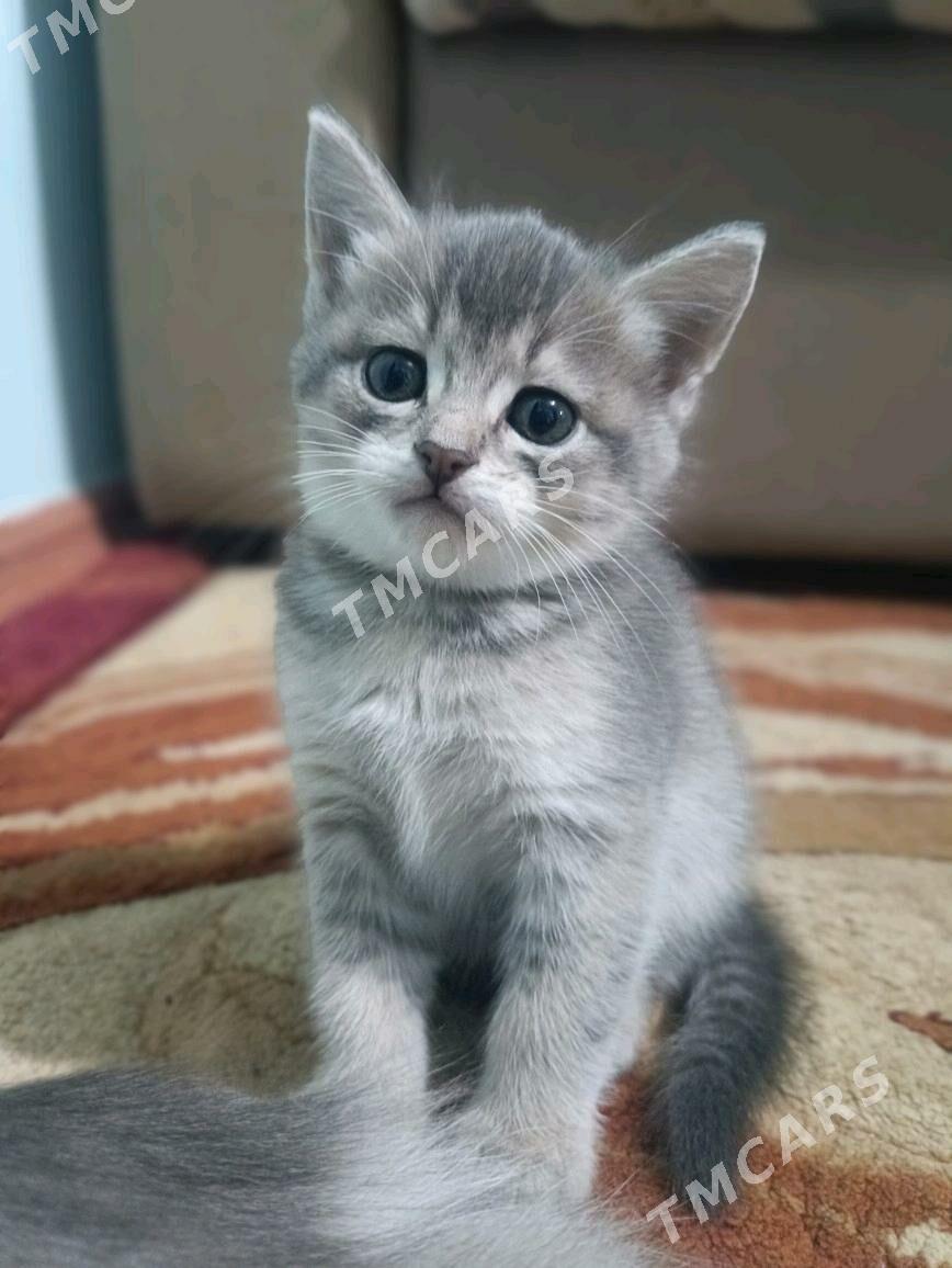 продам котят - Türkmenbaşy - img 2