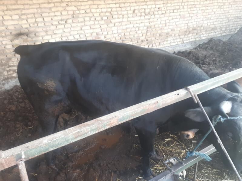 bakylan semiz õküzler - Saýat - img 2