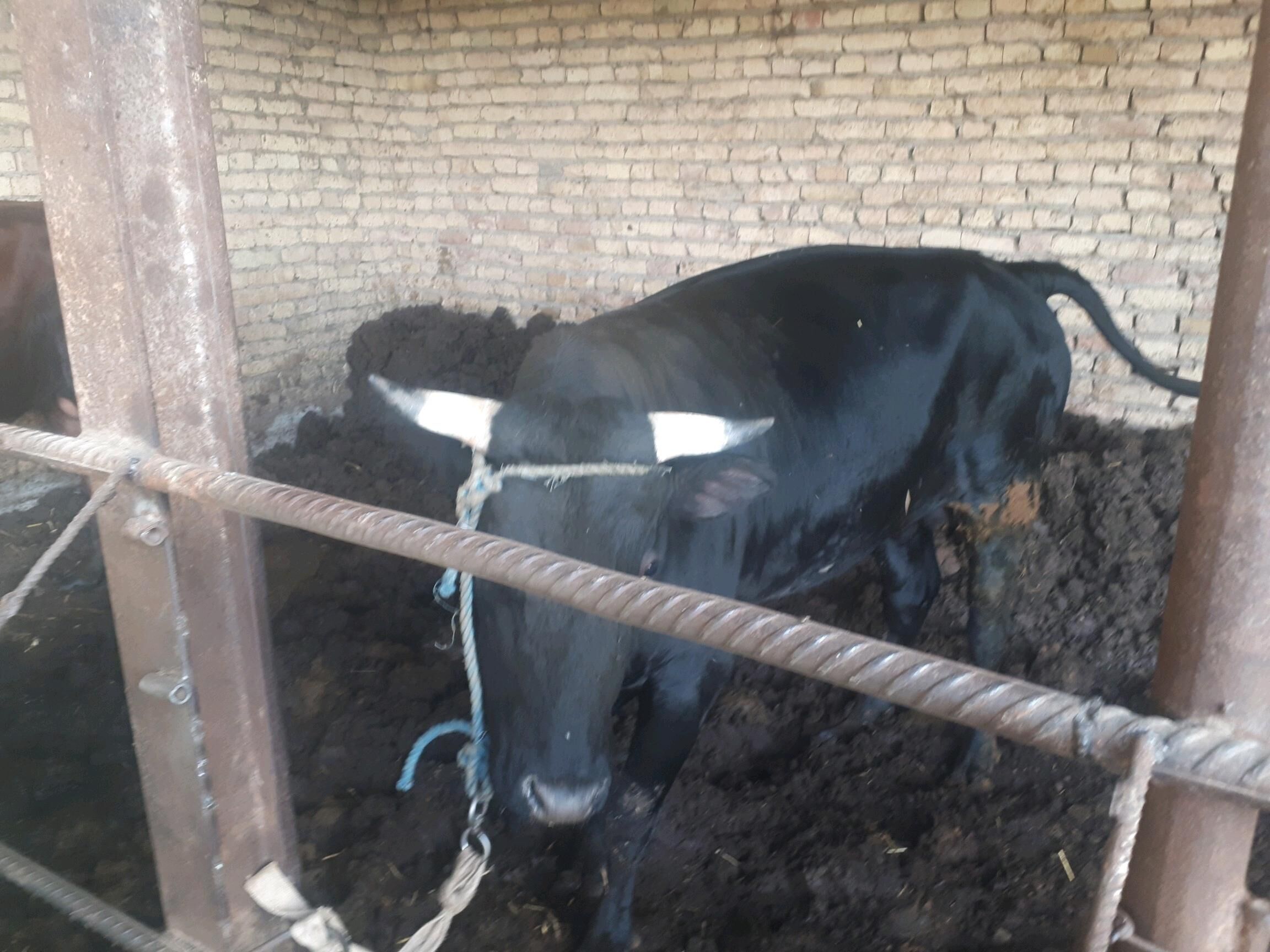 bakylan semiz õküzler - Saýat - img 3