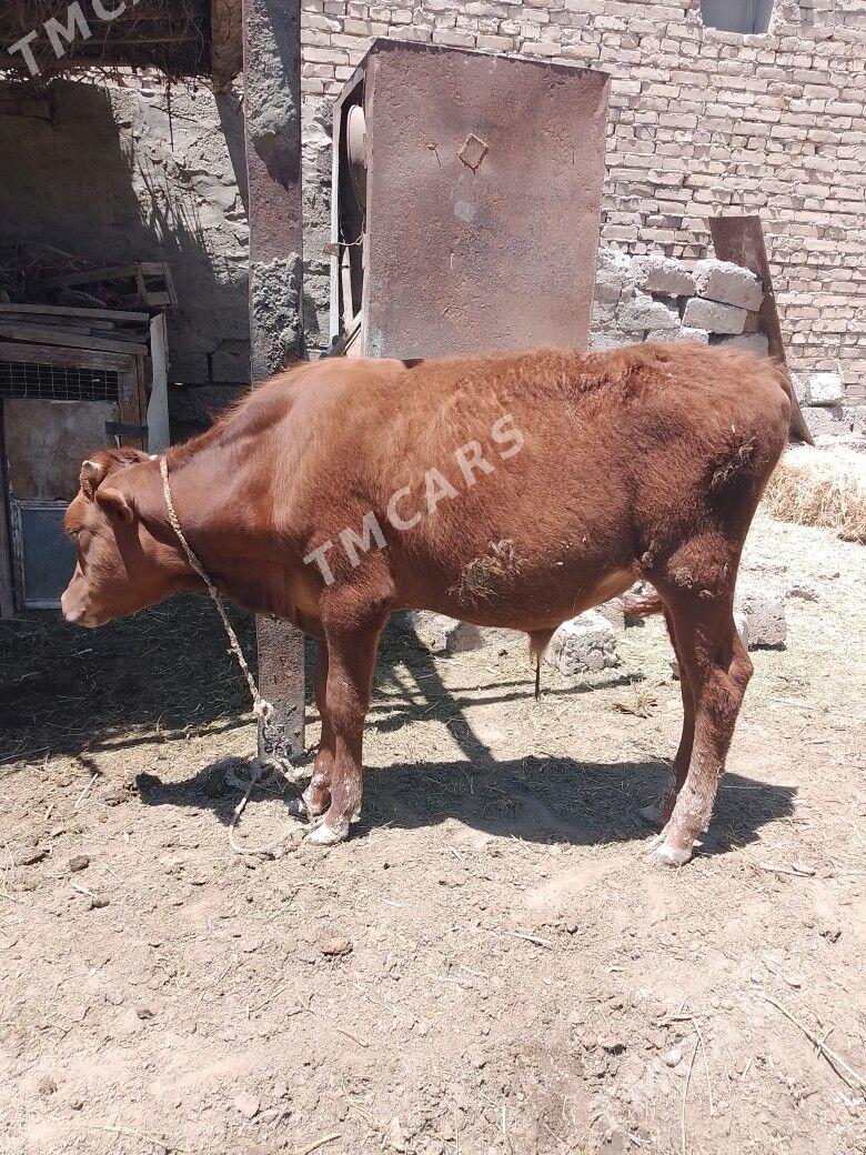MALLAR - Çärjew - img 3