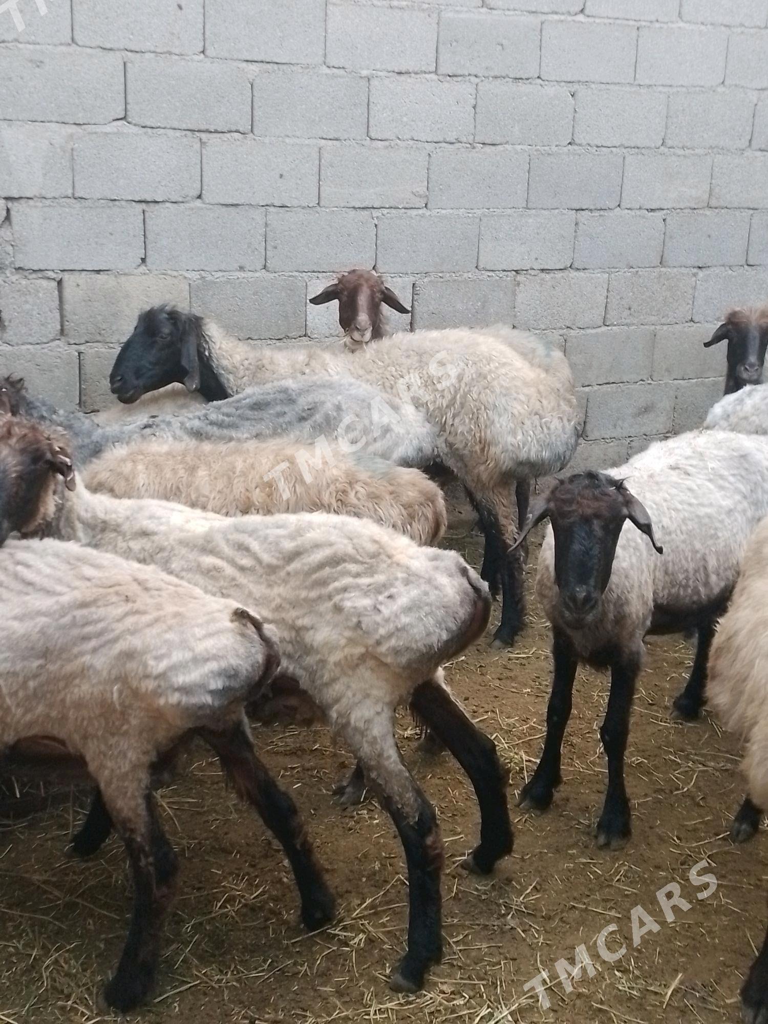 Goýun - Aşgabat - img 3