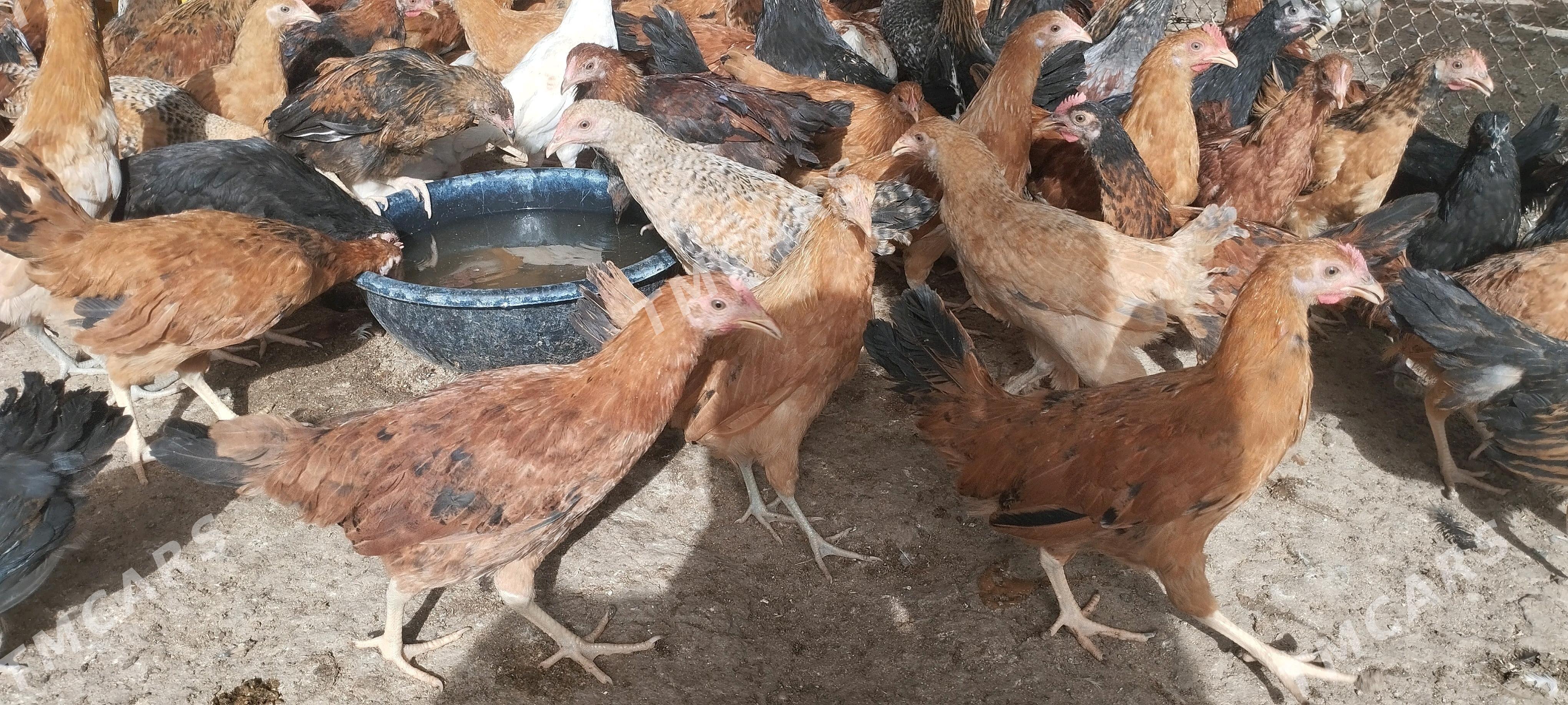 Juyje - Çoganly - img 2