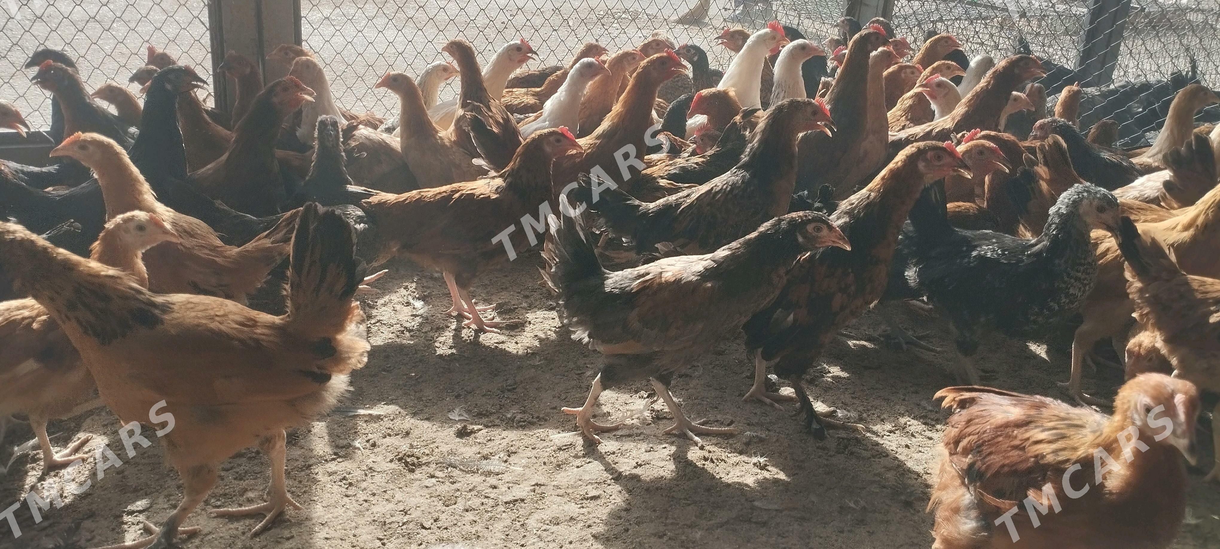 Juyje - Çoganly - img 3