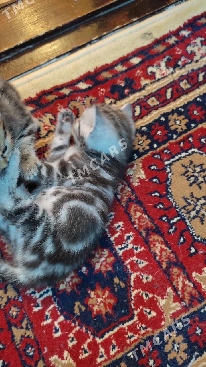 шотландские мраморные котята - Ашхабад - img 5