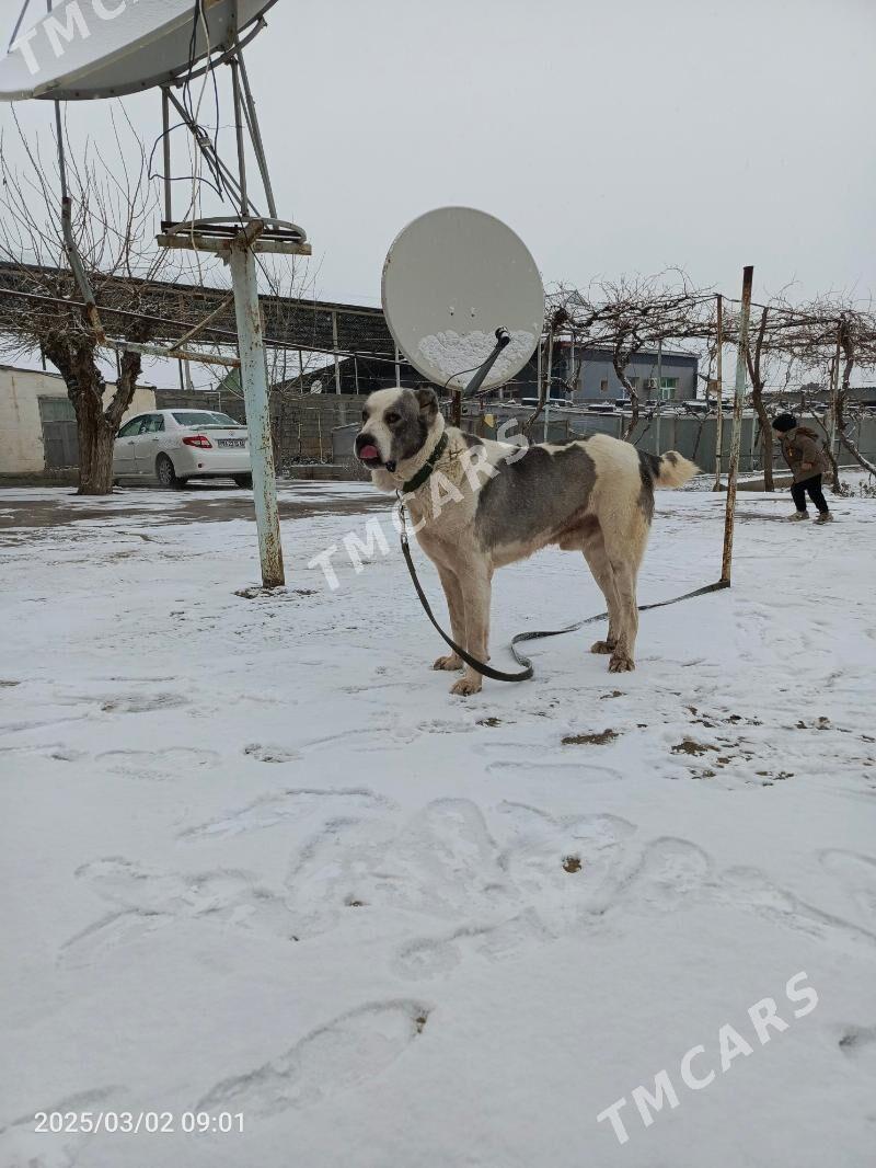 Alabaý iti - Бузмеин - img 2