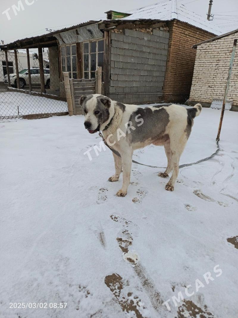 Alabaý iti - Бузмеин - img 8