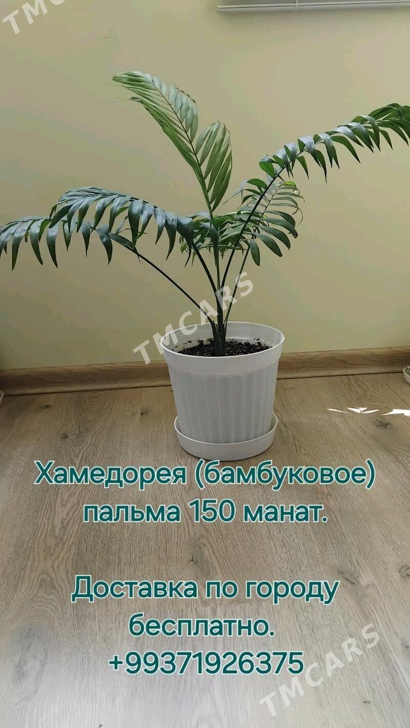 Хамедорея (бамбуковое) пальма - Aşgabat - img 2