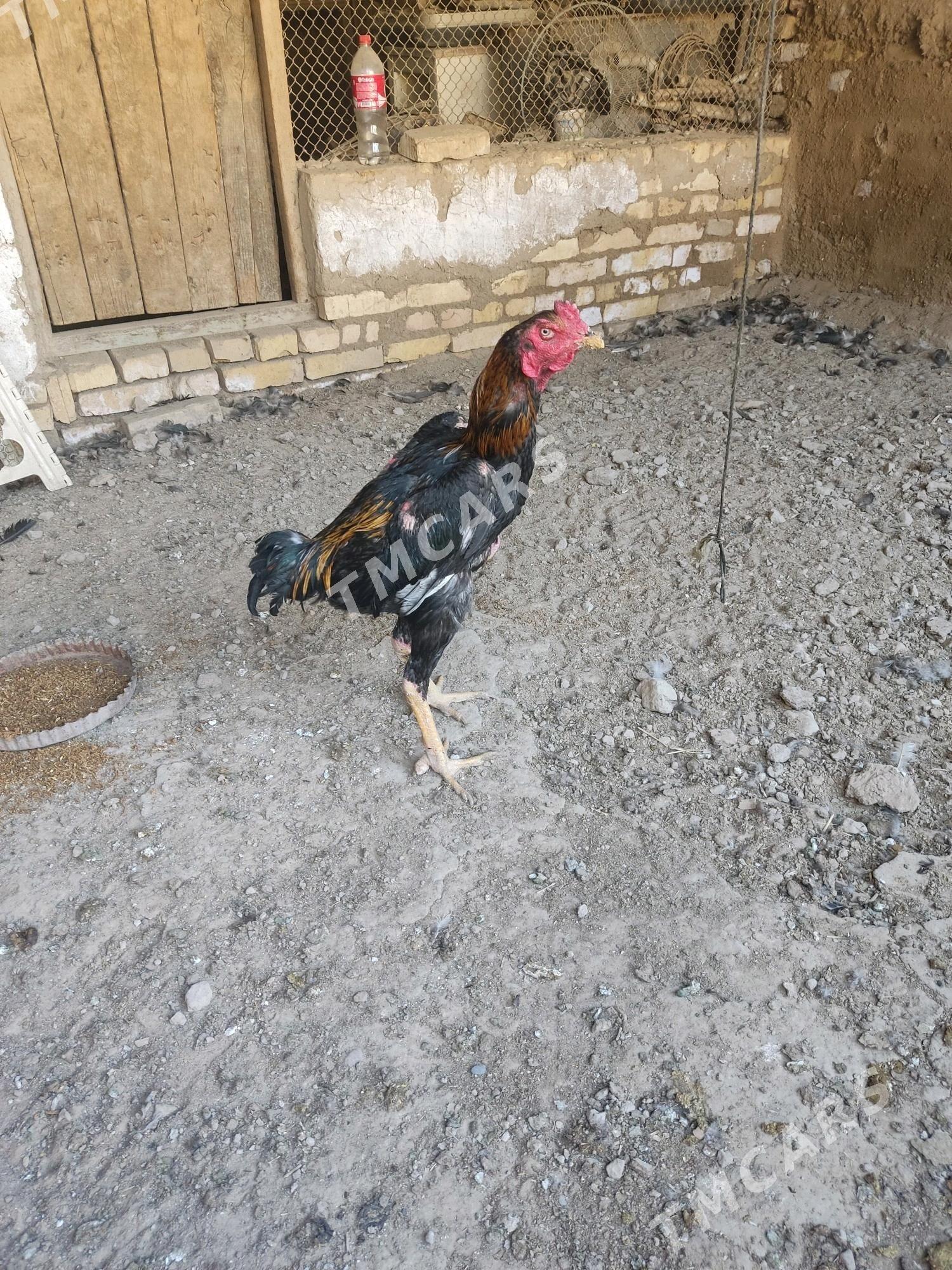 байцы - Baýramaly - img 2