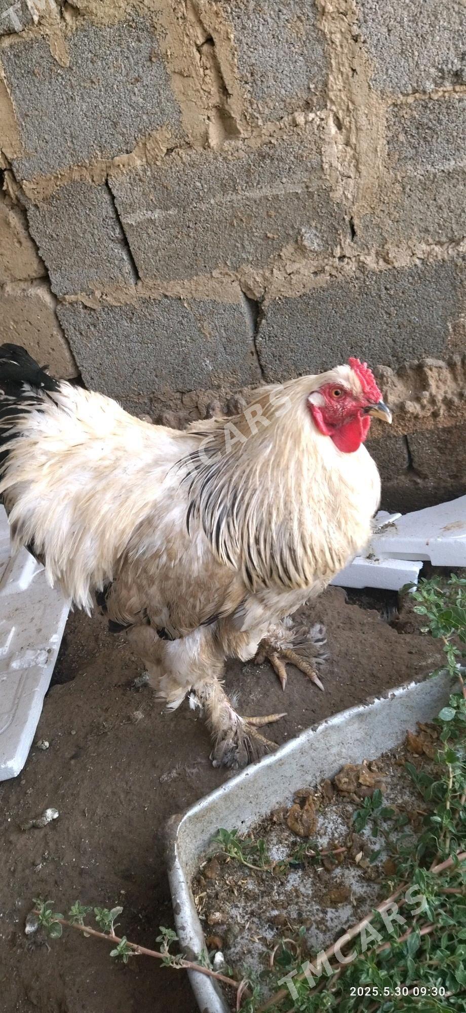 Balgar horaz. - Çoganly - img 2