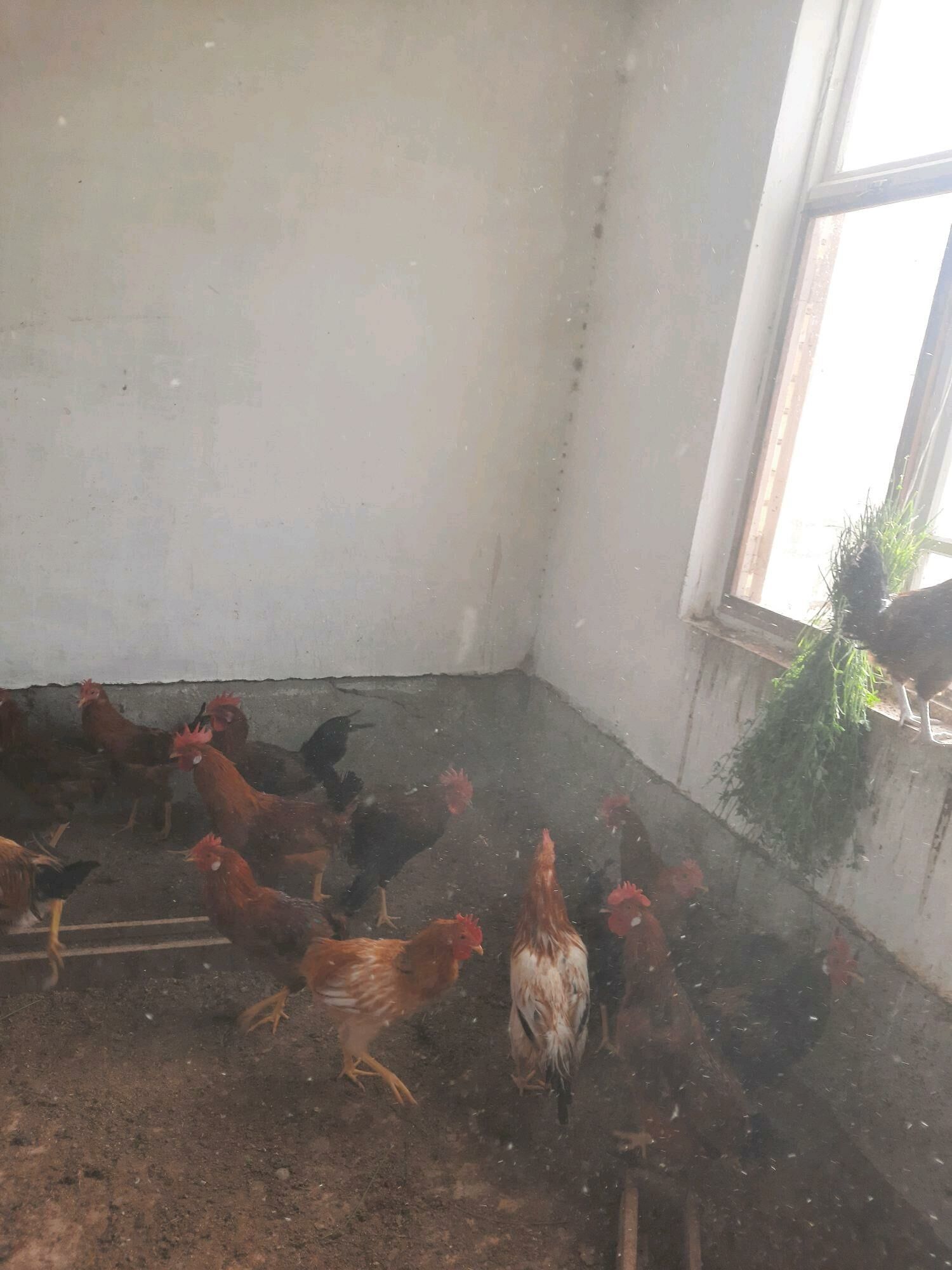 Horaz 7 aýlyk - Гёкдепе - img 2