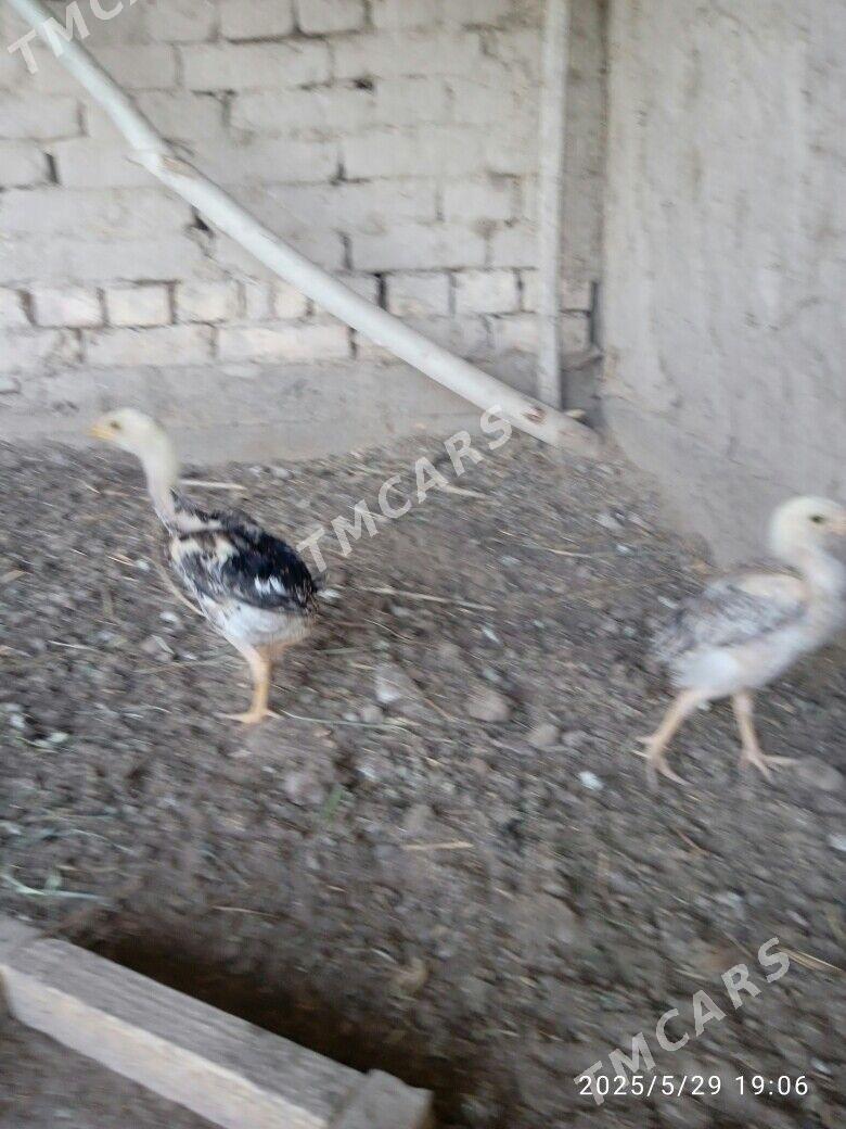 Jujeler - Şabat etr. - img 5
