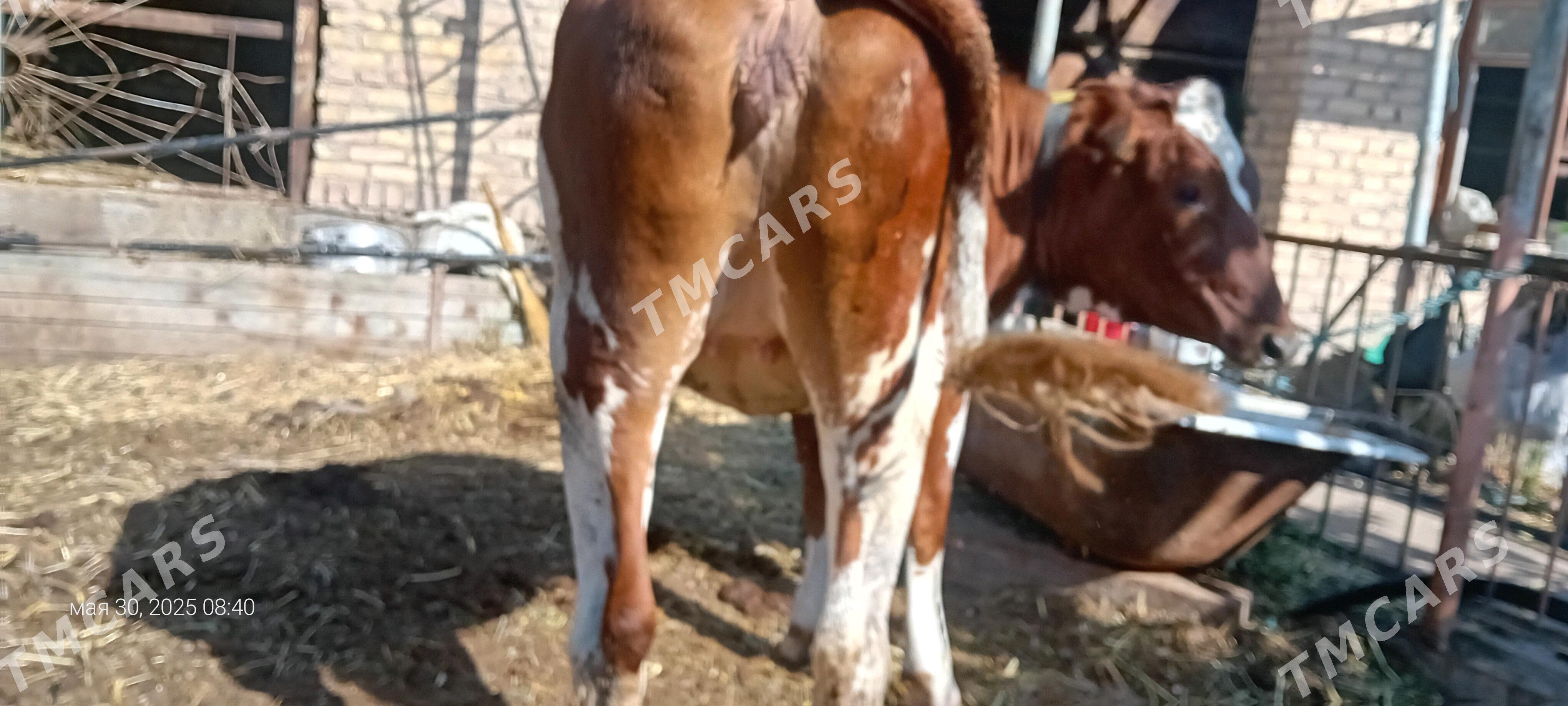 arassa gyzyl galsteyn unajyn - Türkmenabat - img 4