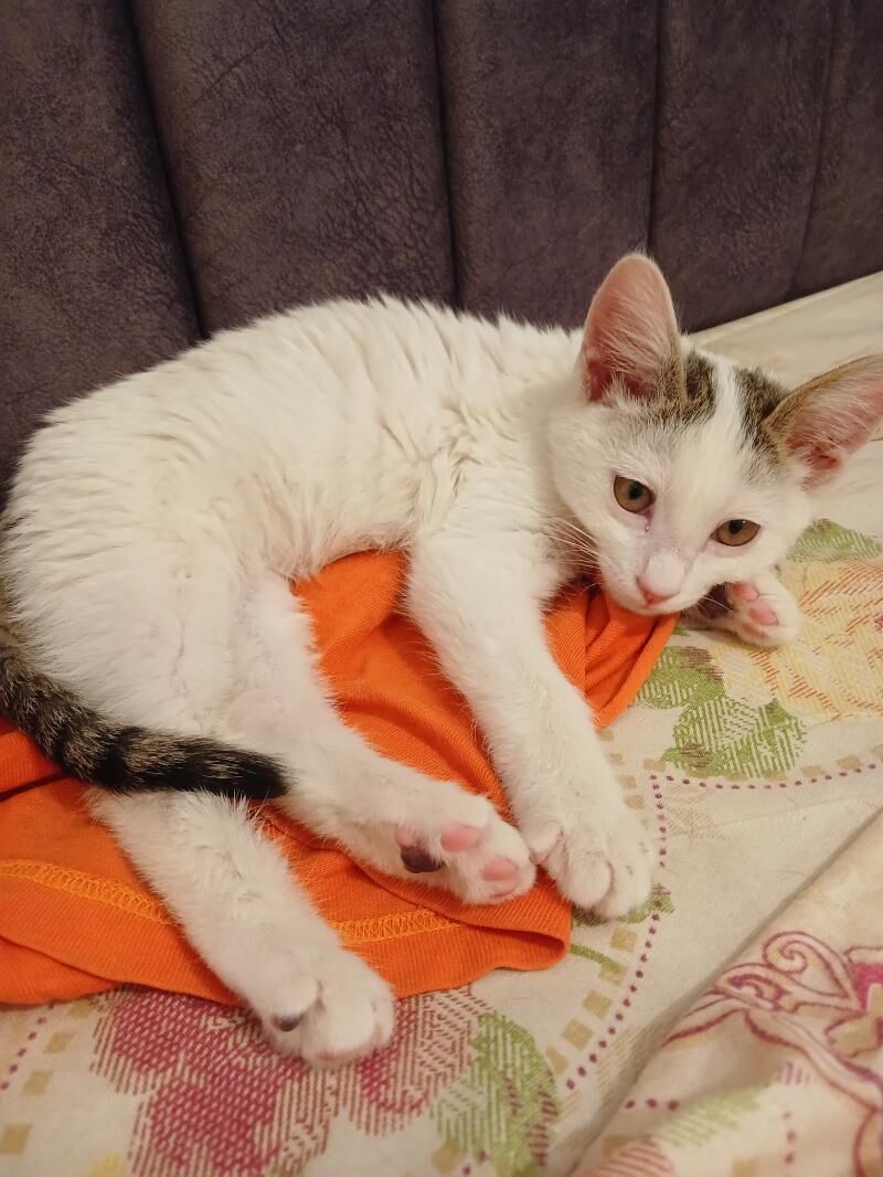 Белый котёнок - Türkmenabat - img 3