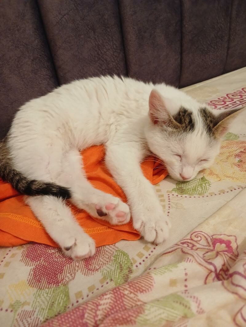 Белый котёнок - Türkmenabat - img 2