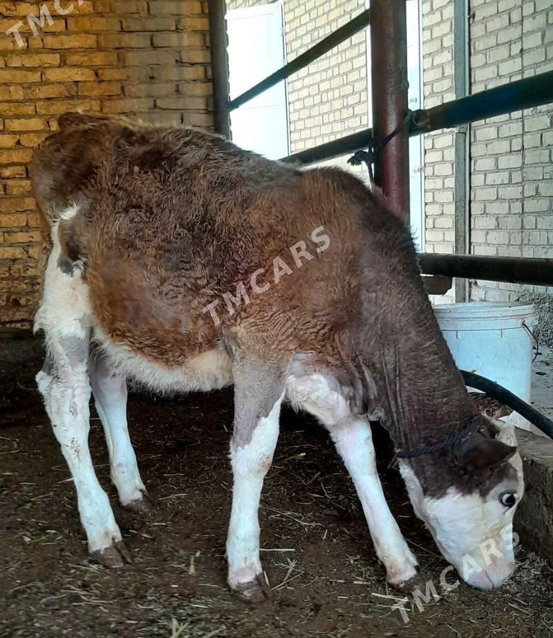 simental unajyn - Türkmenabat - img 2