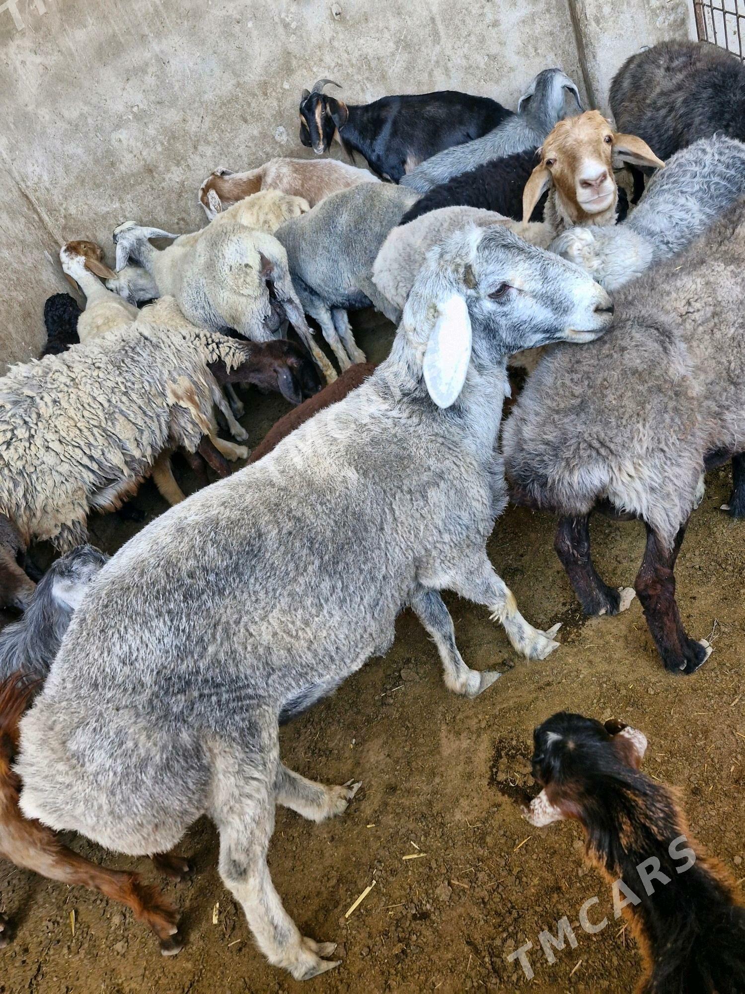 Goçgar - Çärjew - img 3
