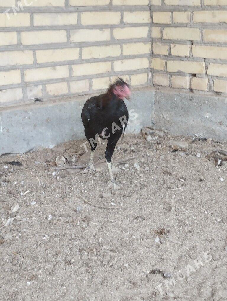 horaz - Garabekewül - img 3