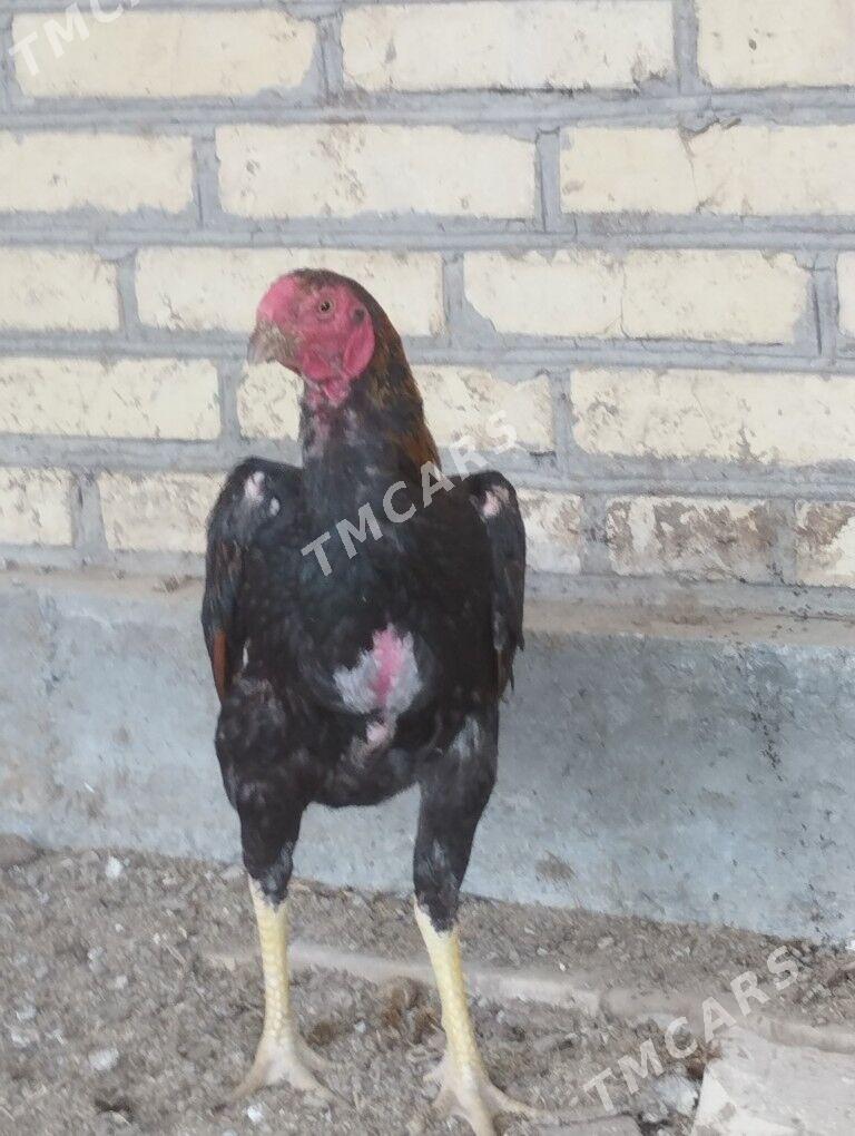 horaz - Garabekewül - img 6