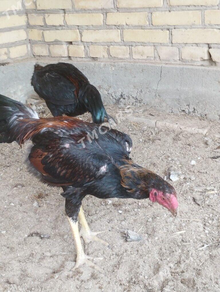 horaz - Garabekewül - img 7