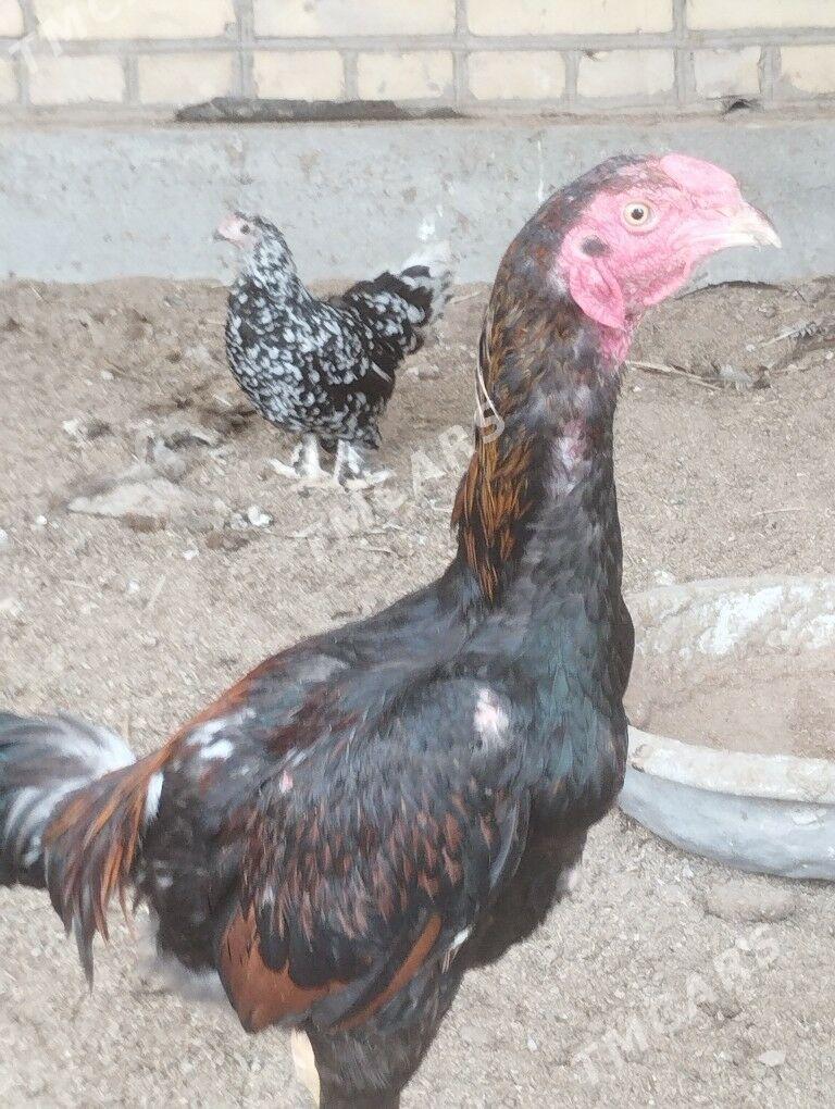 horaz - Garabekewül - img 2