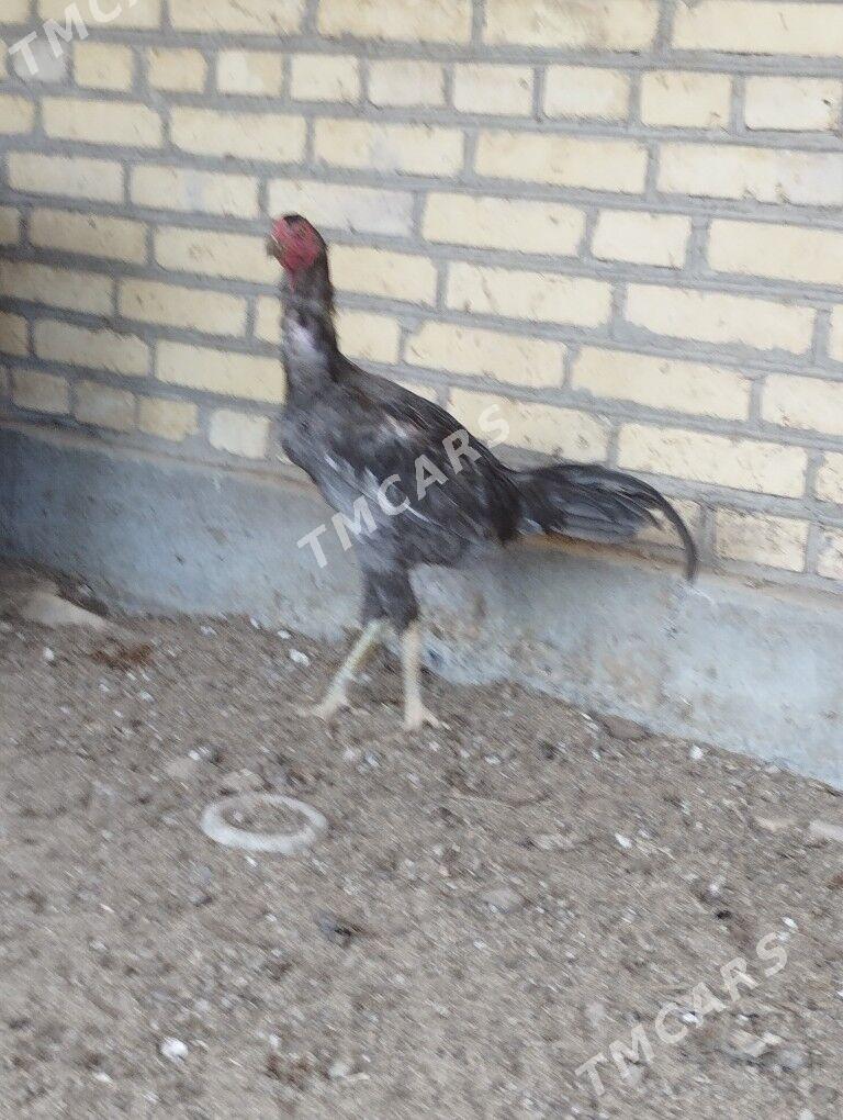 horaz - Garabekewül - img 5