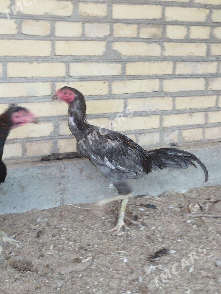 horaz - Garabekewül - img 3