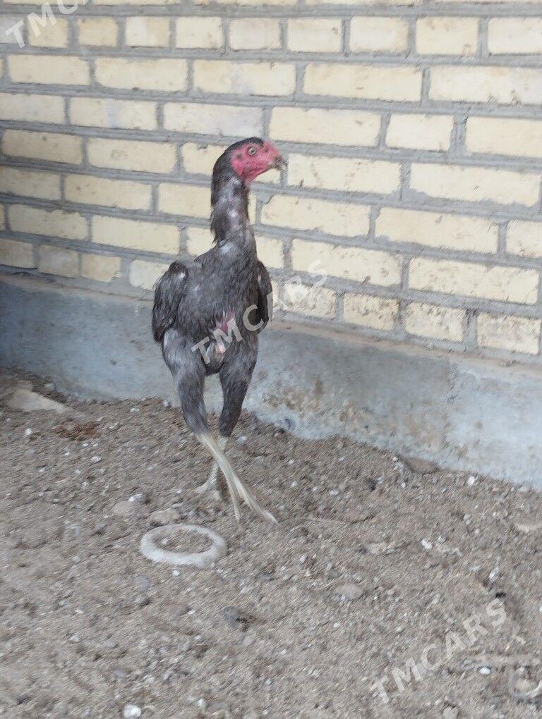 horaz - Garabekewül - img 6
