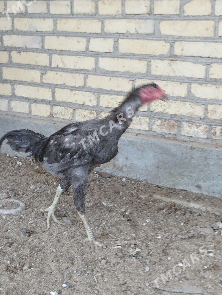 horaz - Garabekewül - img 1