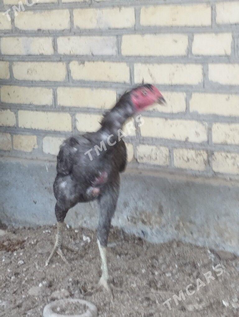 horaz - Garabekewül - img 2