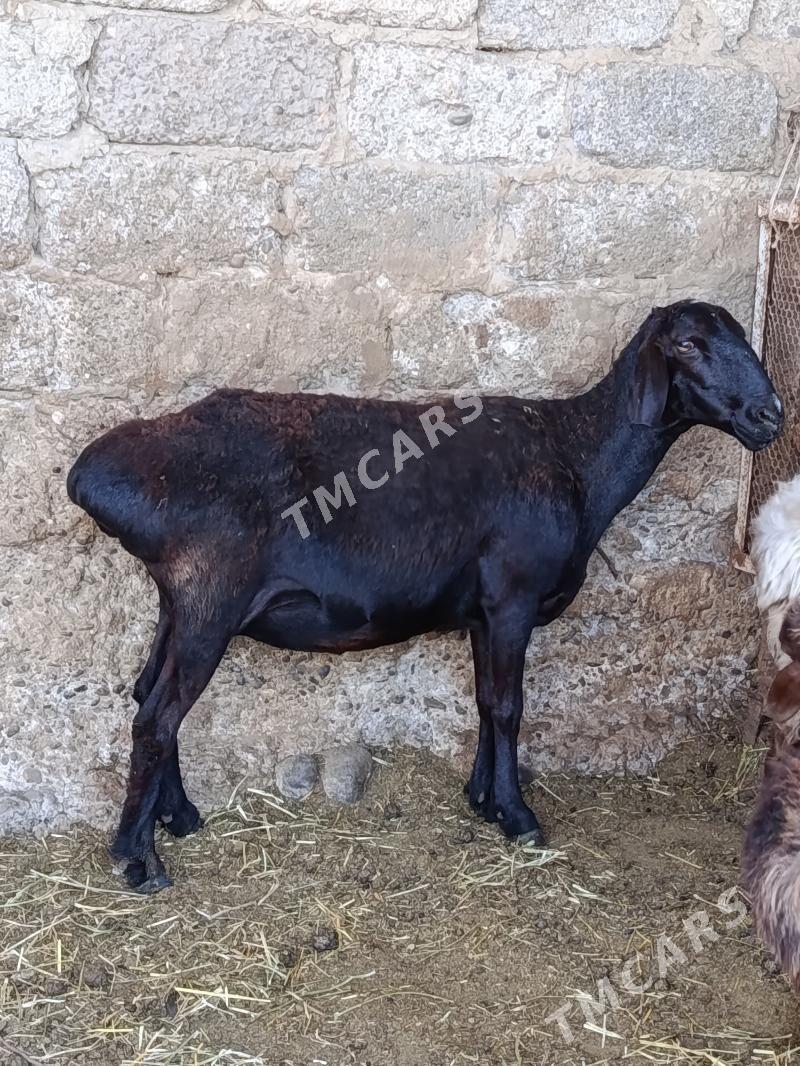 gyssar goŷun - Ашхабад - img 2