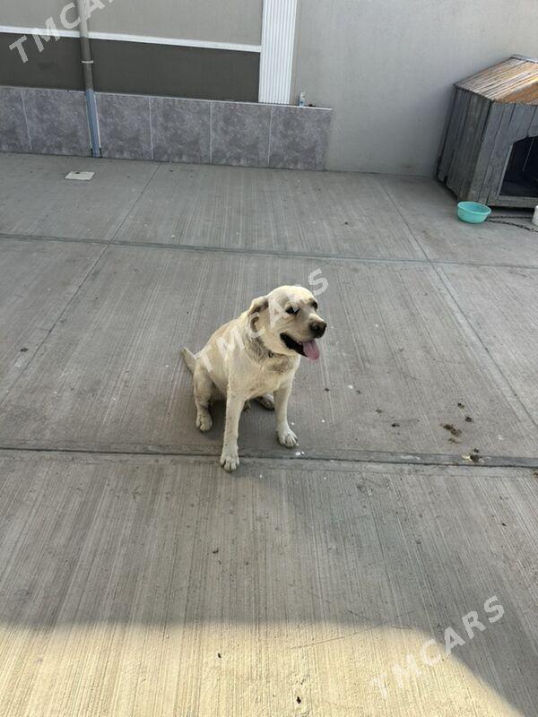 labrador - Aşgabat - img 2