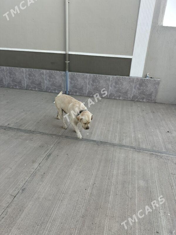 labrador - Aşgabat - img 3